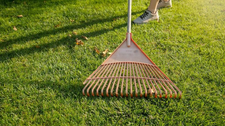 Plastic garden rakes colecting debris and fallen leaves on green grass lawn